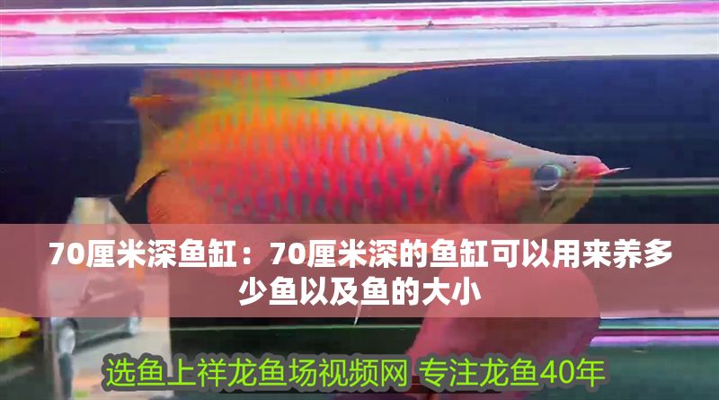70厘米深魚缸：70厘米深的魚缸可以用來養(yǎng)多少魚以及魚的大小