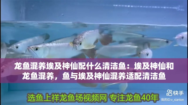 龍魚混養埃及神仙配什么清潔魚：埃及神仙和龍魚混養，魚與埃及神仙混養適配清潔魚