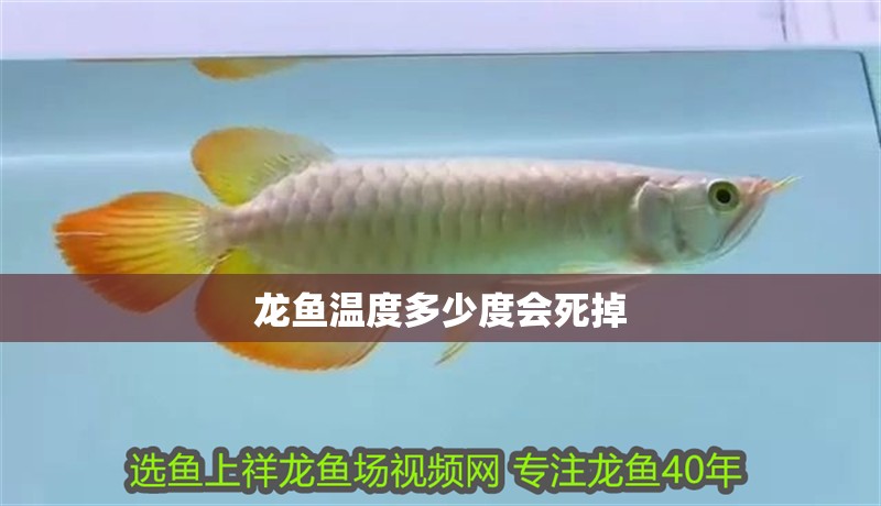 龍魚溫度多少度會死掉 龍魚溫度多少度會死掉 龍魚百科