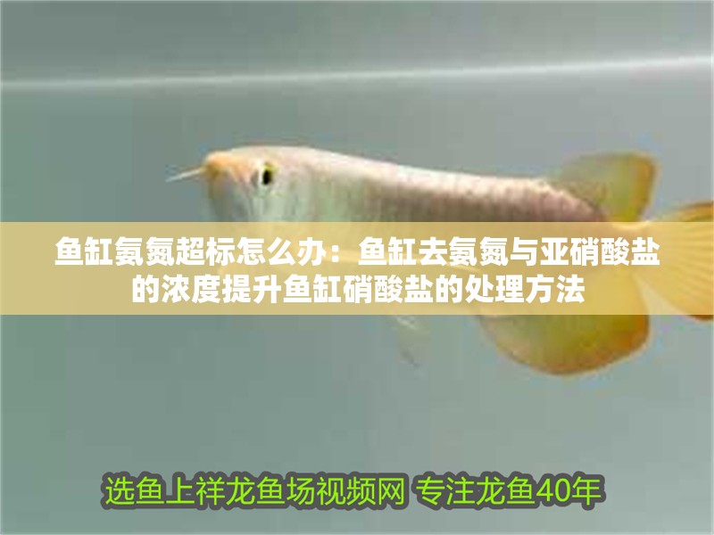 魚缸氨氮超標怎么辦：魚缸去氨氮與亞硝酸鹽的濃度提升魚缸硝酸鹽的處理方法 魚缸氨氮超標怎么辦：魚缸去氨氮與亞硝酸鹽的濃度提升魚缸硝酸鹽的處理方法 魚缸百科
