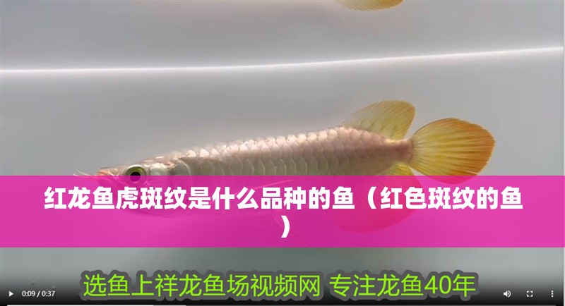 紅龍魚虎斑紋是什么品種的魚（紅色斑紋的魚）