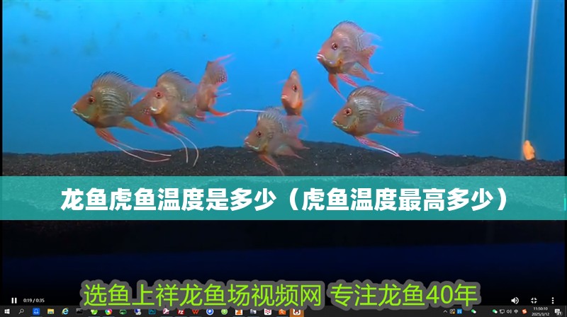 紅龍魚用黃燈烤有用嗎 龍魚虎魚溫度是多少(虎魚溫度最高多少) 虎魚百科 龍魚虎魚溫度是多少(虎魚溫度最高多少) 龍魚虎魚溫度是多少(虎魚溫度最高多少) 虎魚百科