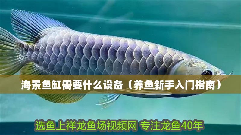 海景魚缸需要什么設備（養魚新手入門指南）