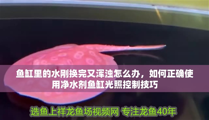 魚缸里的水剛換完又渾濁怎么辦，如何正確使用凈水劑魚缸光照控制技巧