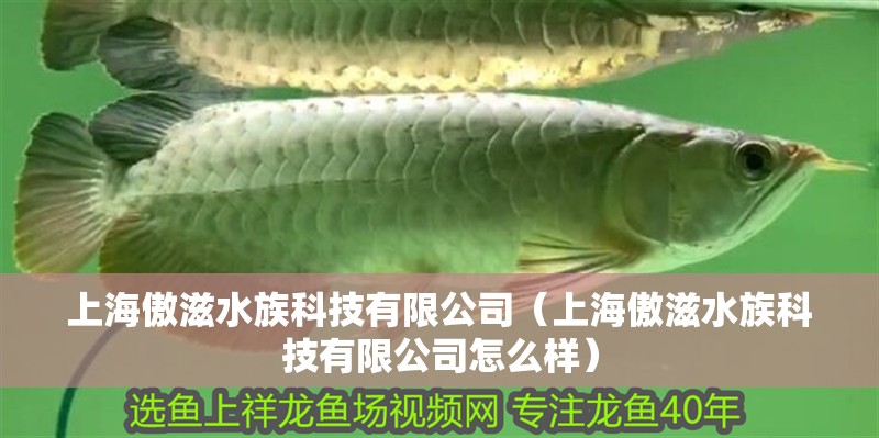 上海傲滋水族科技有限公司(上海傲滋水族科技有限公司怎么樣) 全國水族館企業(yè)名錄 第2張 上海傲滋水族科技有限公司(上海傲滋水族科技有限公司怎么樣) 上海傲滋水族科技有限公司(上海傲滋水族科技有限公司怎么樣) 全國水族館企業(yè)名錄 第2張