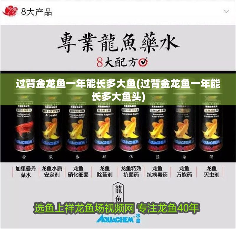 過背金龍魚一年能長多大魚(過背金龍魚一年能長多大魚頭) 過背金龍魚一年能長多大魚(過背金龍魚一年能長多大魚頭) 金龍魚百科 第1張