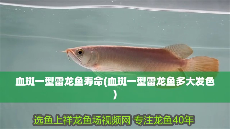血斑一型雷龍魚壽命(血斑一型雷龍魚多大發色)