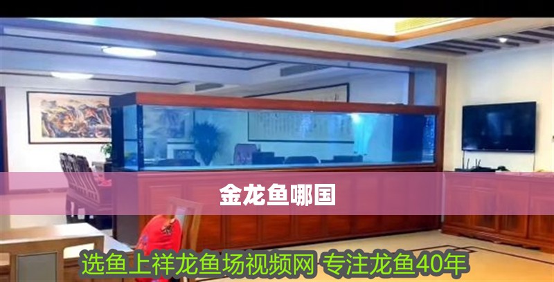 金龍魚哪國 金龍魚哪國 龍魚百科