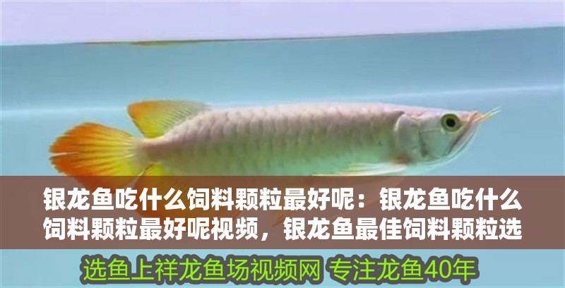 銀龍魚吃什么飼料顆粒最好呢：銀龍魚吃什么飼料顆粒最好呢視頻，銀龍魚最佳飼料顆粒選擇指南及