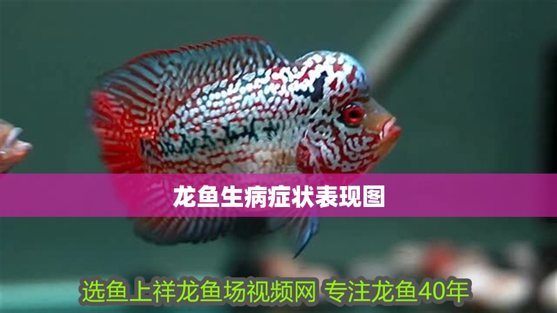 龍魚生病癥狀表現圖