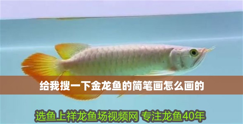 給我搜一下金龍魚的簡筆畫怎么畫的 龍魚百科 給我搜一下金龍魚的簡筆畫怎么畫的 給我搜一下金龍魚的簡筆畫怎么畫的 龍魚百科