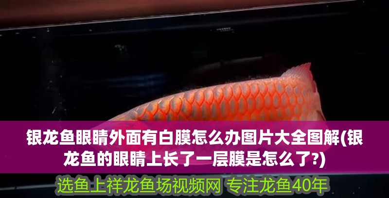 銀龍魚眼睛外面有白膜怎么辦圖片大全圖解(銀龍魚的眼睛上長了一層膜是怎么了?)