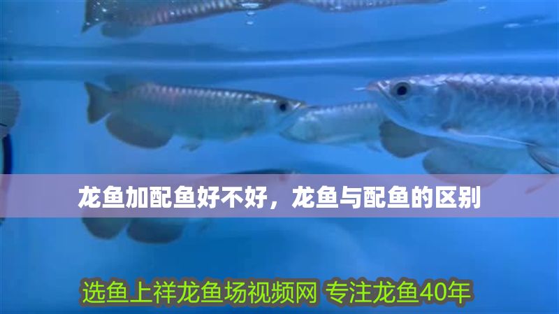龍魚加配魚好不好，龍魚與配魚的區(qū)別