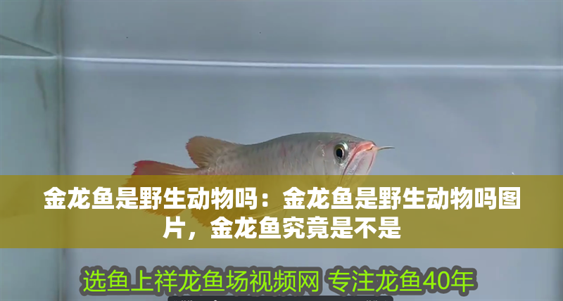 金龍魚是野生動物嗎：金龍魚是野生動物嗎圖片，金龍魚究竟是不是
