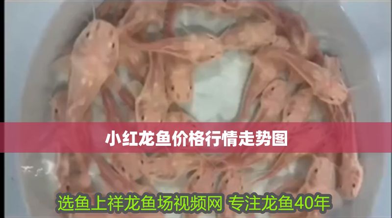 小紅龍魚價格行情走勢圖