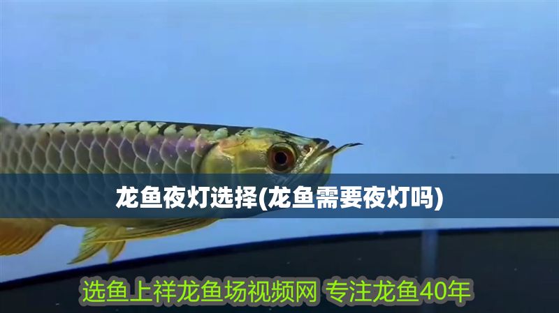 龍魚夜燈選擇(龍魚需要夜燈嗎) 紅龍魚百科 第1張 龍魚夜燈選擇(龍魚需要夜燈嗎) 龍魚夜燈選擇(龍魚需要夜燈嗎) 紅龍魚百科 第1張