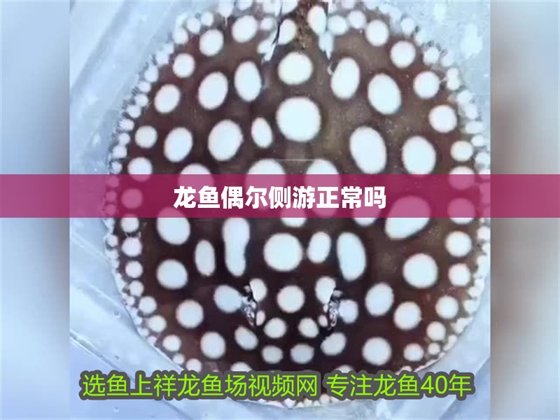 龍魚偶爾側游正常嗎