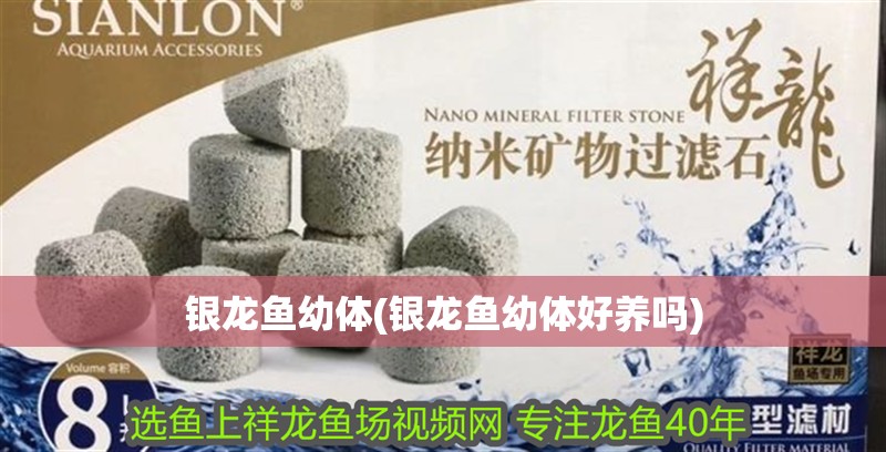 銀龍魚幼體(銀龍魚幼體好養(yǎng)嗎) 銀龍魚幼體(銀龍魚幼體好養(yǎng)嗎) 銀龍魚百科