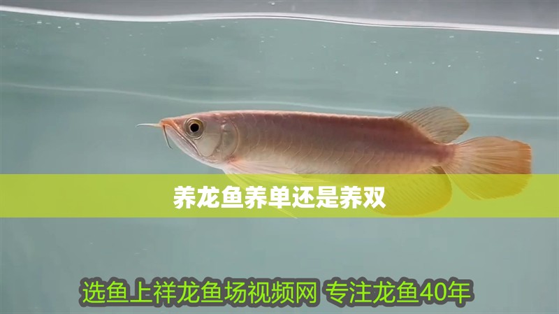 養(yǎng)龍魚養(yǎng)單還是養(yǎng)雙 養(yǎng)龍魚養(yǎng)單還是養(yǎng)雙 龍魚百科