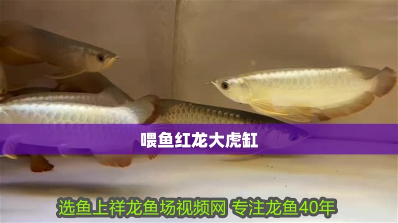 喂魚紅龍大虎缸 虎魚百科 喂魚紅龍大虎缸 喂魚紅龍大虎缸 虎魚百科