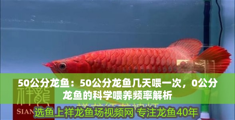 50公分龍魚：50公分龍魚幾天喂一次，0公分龍魚的科學喂養頻率解析