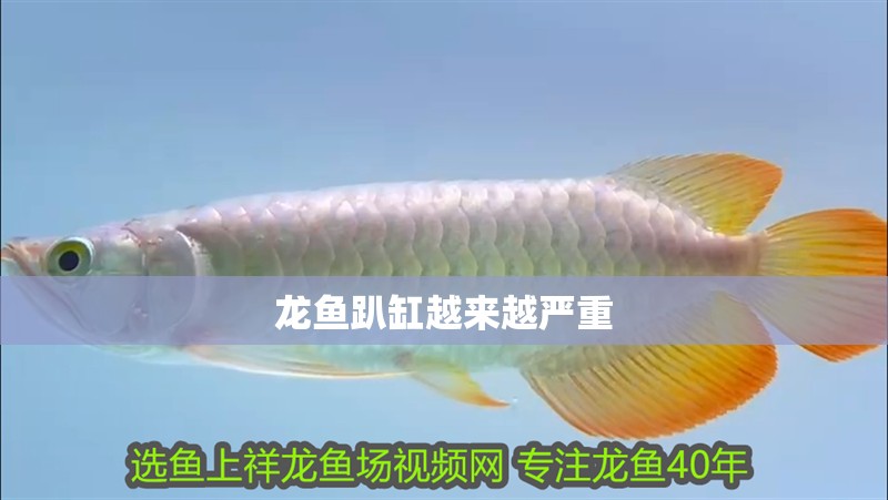 龍魚趴缸越來越嚴重