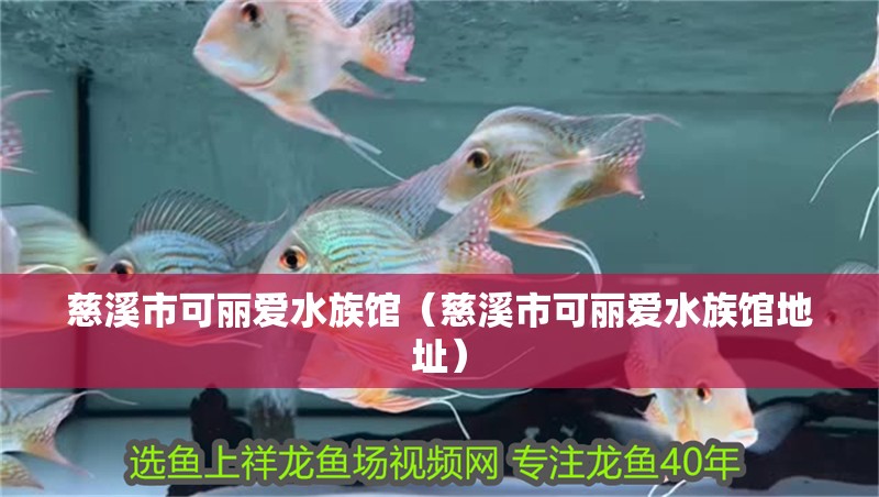 慈溪市可麗愛水族館（慈溪市可麗愛水族館地址） 慈溪市可麗愛水族館（慈溪市可麗愛水族館地址） 全國水族館企業名錄 第2張
