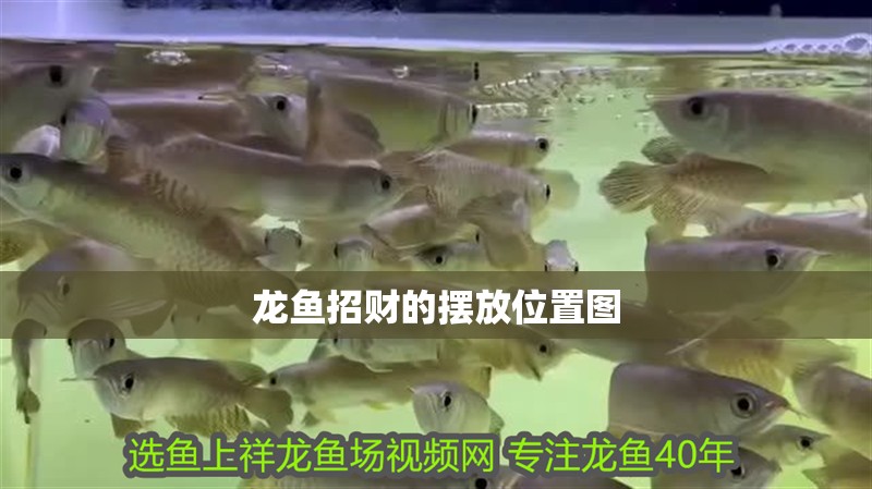 龍魚招財的擺放位置圖