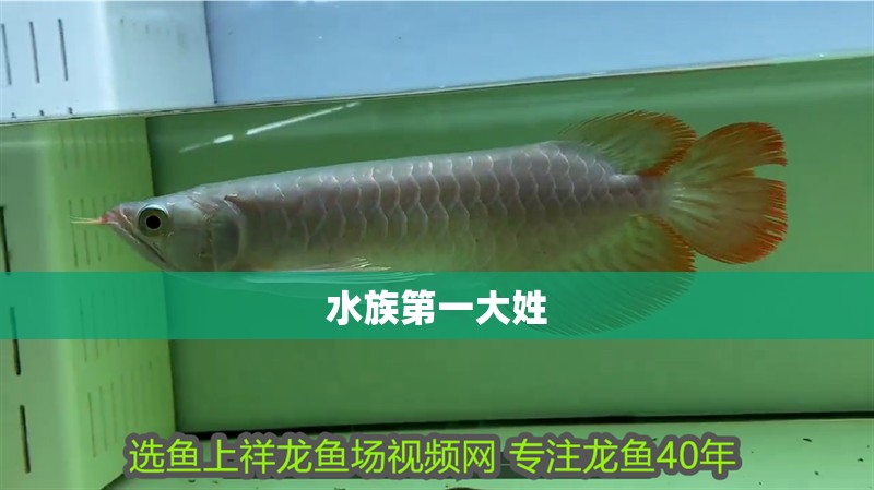 水族第一大姓 水族第一大姓 龍魚論壇