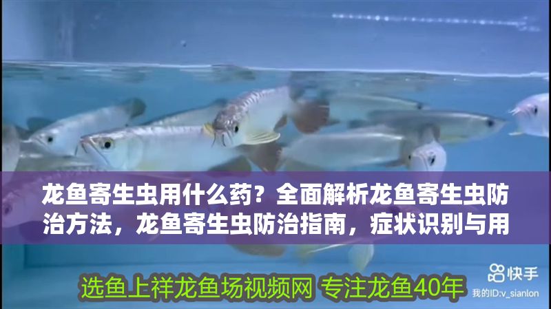 龍魚(yú)寄生蟲(chóng)用什么藥？全面解析龍魚(yú)寄生蟲(chóng)防治方法，龍魚(yú)寄生蟲(chóng)防治指南，癥狀識(shí)別與用藥全解析