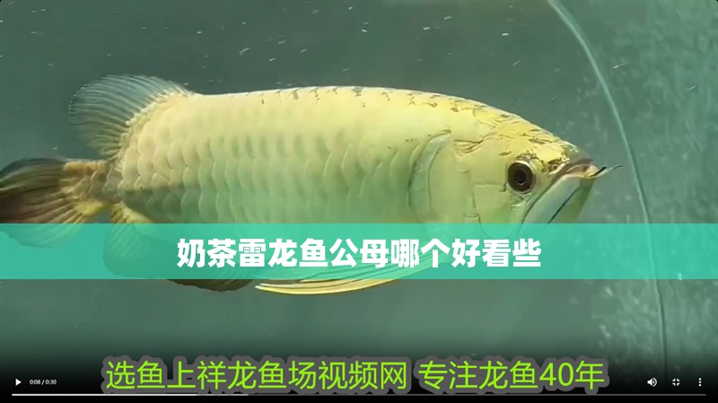 奶茶雷龍魚公母哪個(gè)好看些