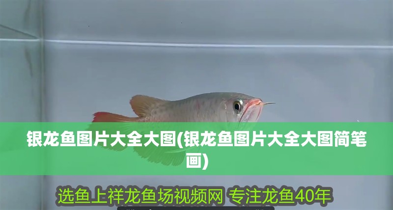 銀龍魚圖片大全大圖(銀龍魚圖片大全大圖簡筆畫)