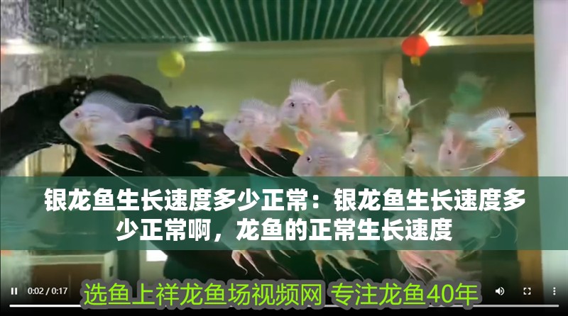 銀龍魚生長(zhǎng)速度多少正常：銀龍魚生長(zhǎng)速度多少正常啊，龍魚的正常生長(zhǎng)速度