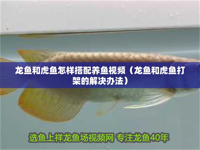 龍魚和虎魚怎樣搭配養(yǎng)魚視頻（龍魚和虎魚打架的解決辦法）