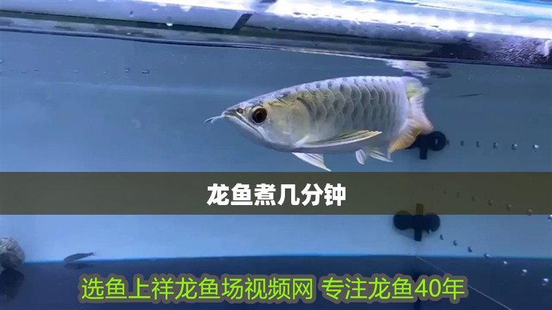 龍魚煮幾分鐘