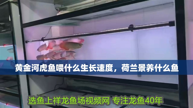 黃金河虎魚喂什么生長速度，荷蘭景養什么魚