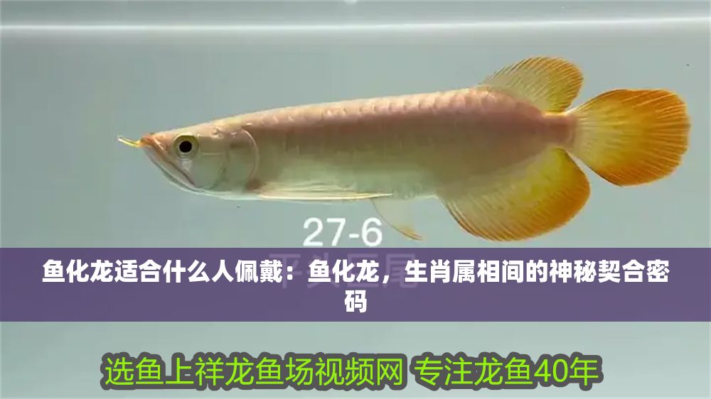 詳細閱讀:魚化龍適合什么人佩戴:魚化龍,生肖屬相間的神秘契合密碼 魚化龍適合什么人佩戴:魚化龍,生肖屬相間的神秘契合密碼