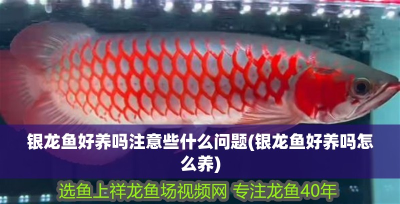 銀龍魚好養嗎注意些什么問題(銀龍魚好養嗎怎么養)
