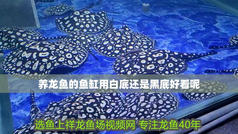 養龍魚的魚缸用白底還是黑底好看呢 龍魚百科 養龍魚的魚缸用白底還是黑底好看呢 養龍魚的魚缸用白底還是黑底好看呢 龍魚百科