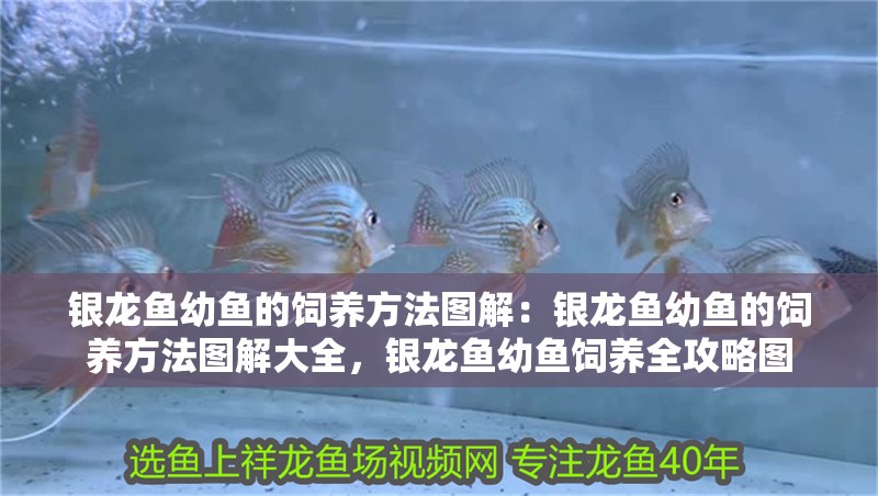 銀龍魚幼魚的飼養方法圖解：銀龍魚幼魚的飼養方法圖解大全，銀龍魚幼魚飼養全攻略圖