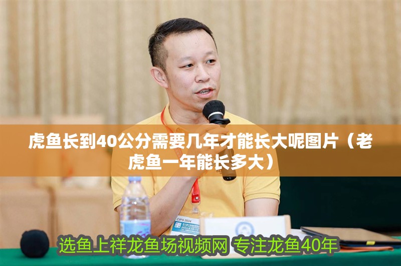 虎魚長到40公分需要幾年才能長大呢圖片（老虎魚一年能長多大） 虎魚長到40公分需要幾年才能長大呢圖片（老虎魚一年能長多大） 虎魚百科