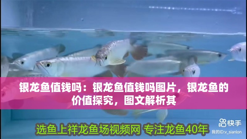 銀龍魚值錢嗎：銀龍魚值錢嗎圖片，銀龍魚的價值探究，圖文解析其 銀龍魚值錢嗎：銀龍魚值錢嗎圖片，銀龍魚的價值探究，圖文解析其 水族問答