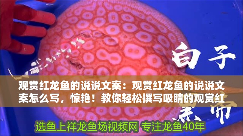 觀賞紅龍魚的說說文案：觀賞紅龍魚的說說文案怎么寫，驚艷！教你輕松撰寫吸睛的觀賞紅龍魚說說文案 觀賞紅龍魚的說說文案：觀賞紅龍魚的說說文案怎么寫，驚艷！教你輕松撰寫吸睛的觀賞紅龍魚說說文案 水族問答