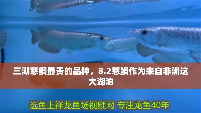 三湖慈鯛最貴的品種，8.2慈鯛作為來自非洲這大湖泊