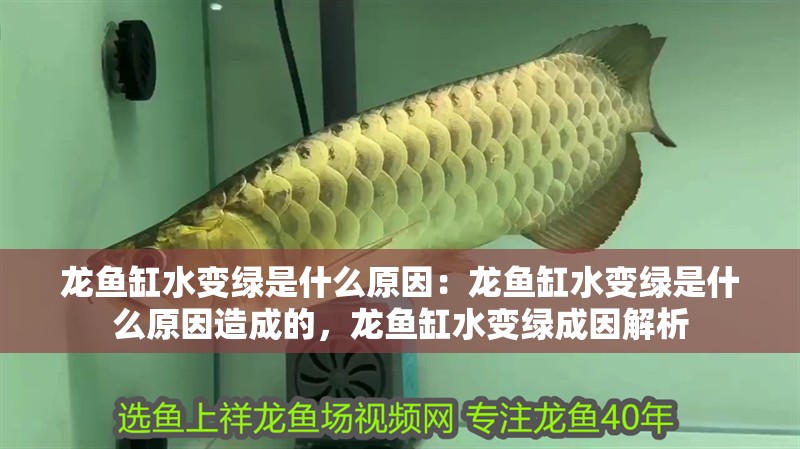 龍魚(yú)缸水變綠是什么原因：龍魚(yú)缸水變綠是什么原因造成的，龍魚(yú)缸水變綠成因解析