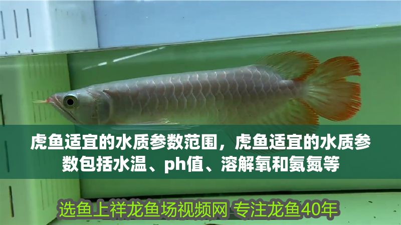 虎魚適宜的水質參數范圍，虎魚適宜的水質參數包括水溫、ph值、溶解氧和氨氮等