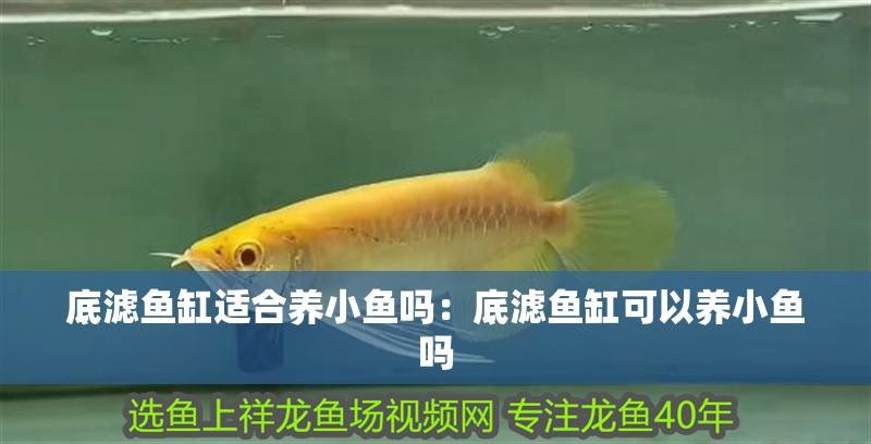底濾魚缸適合養小魚嗎：底濾魚缸可以養小魚嗎 底濾魚缸適合養小魚嗎：底濾魚缸可以養小魚嗎 魚缸百科