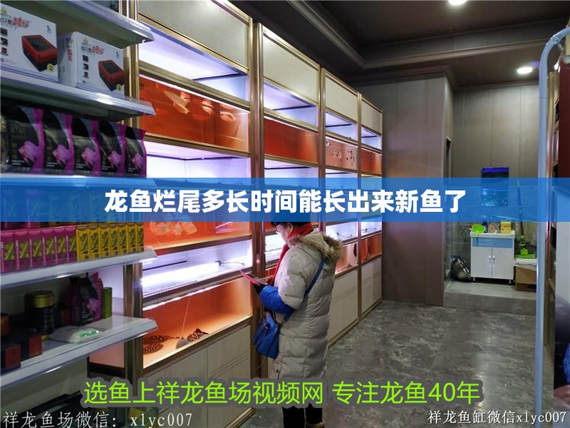 龍魚爛尾多長時(shí)間能長出來新魚了