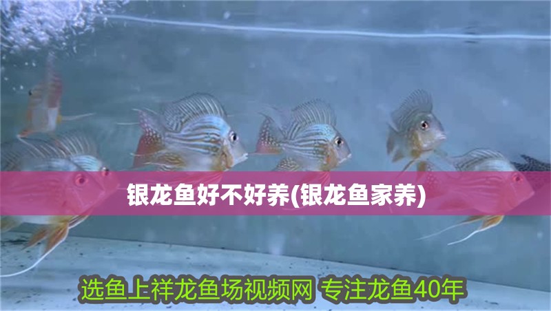 銀龍魚好不好養(銀龍魚家養)