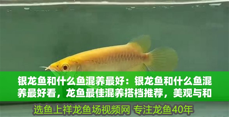 銀龍魚和什么魚混養最好：銀龍魚和什么魚混養最好看，龍魚最佳混養搭檔推薦，美觀與和諧共存的魚類